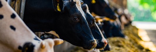 How to Choose the Best Dairy Brand in Pakistan